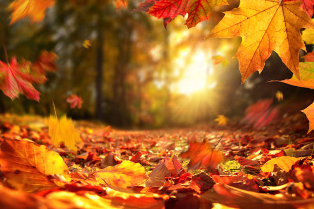 Fall Fall